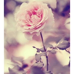 Meet your Posher, Mireya